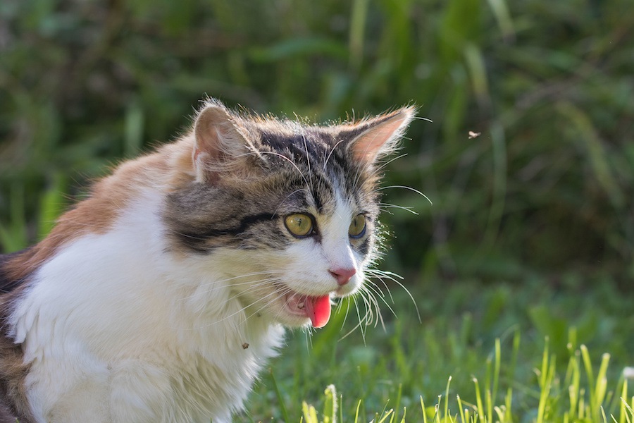 猫が暑さでバテた時の症状や仕草