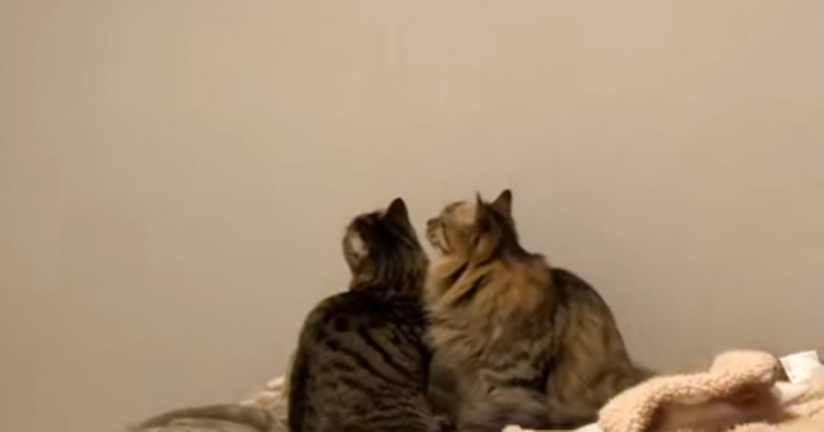 暖かい日、『暖房はつけなくても大丈夫』と思っていたら…2匹の猫が見せた『可愛すぎる行動』が15万再生「胸キュンですｗ」「泣けてくる」