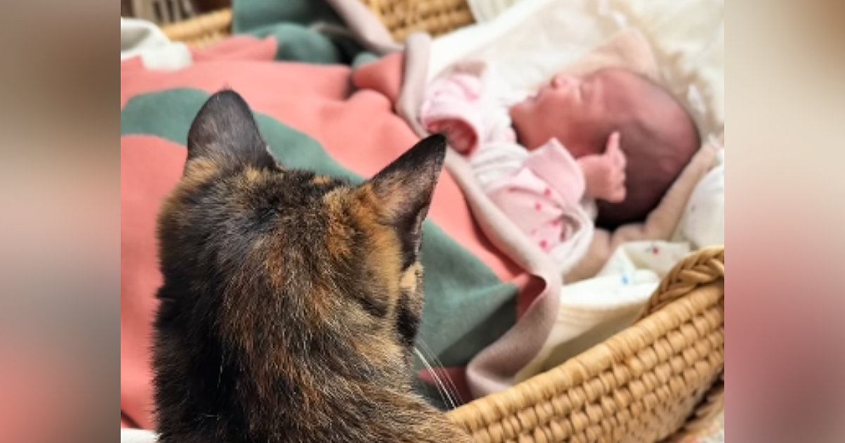 初めて見る赤ちゃんに戸惑っていた猫→少しずつ距離が縮まり…心温まる『3か月間の軌跡』が23万再生「幸せな気持ちになった」「とても素敵」