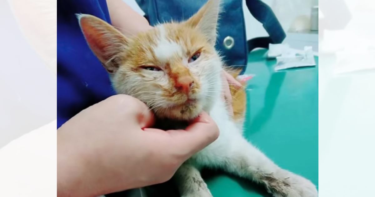 家の前に捨てられていたひん死の子猫を保護したら…犬がとった行動と『救いの先にあった日々の様子』に涙する人が続出「主と犬の優しさに感動」