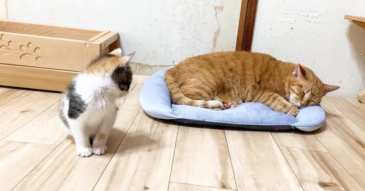 ベッドで眠ろうとする兄猫を『見つめる子猫』→近づいたかと思ったら…とんでもなく尊い光景が13万再生「なんて可愛いんだ」「微笑ましい」
