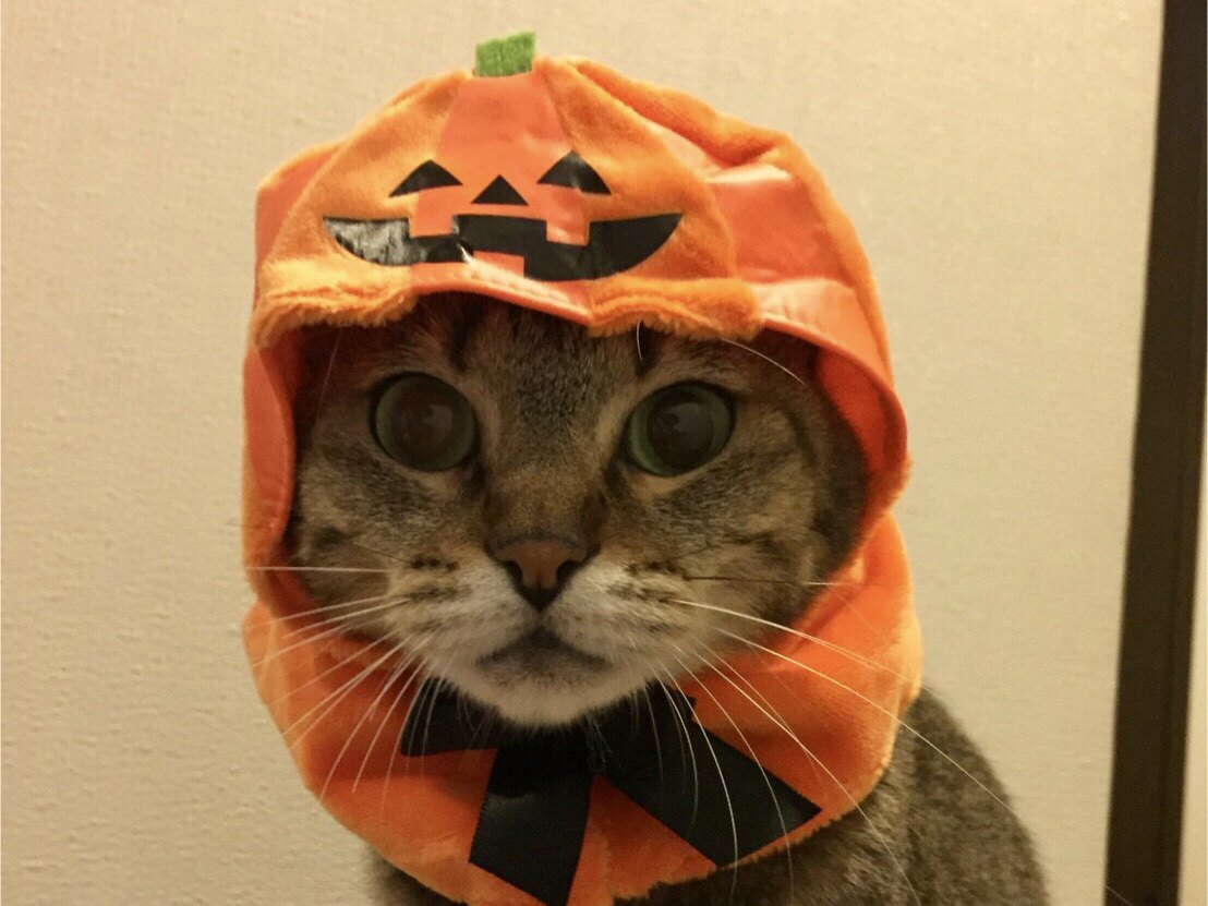 猫も被り物で変身！にゃんにゃんハロウィンを楽しもう♪