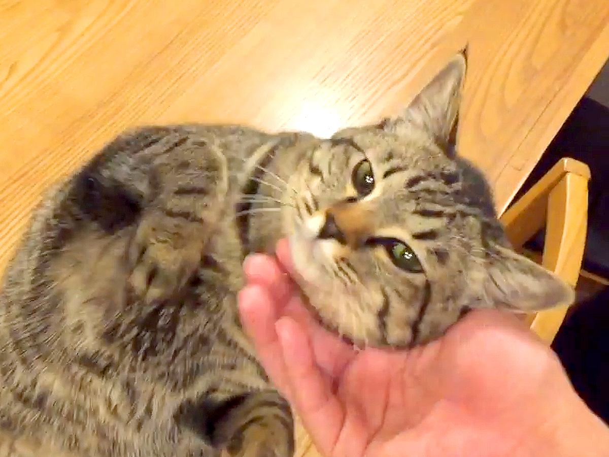 普段より甘えてくる子猫→ご飯をあげても見向きもせず…とんでもなく『愛おしい光景』が24万再生「たまらないね」「羨ましい」と反響