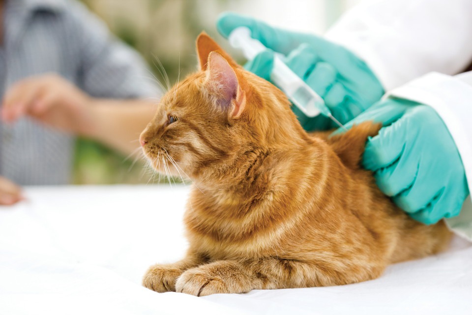 猫の糖尿病の症状とその治療法について