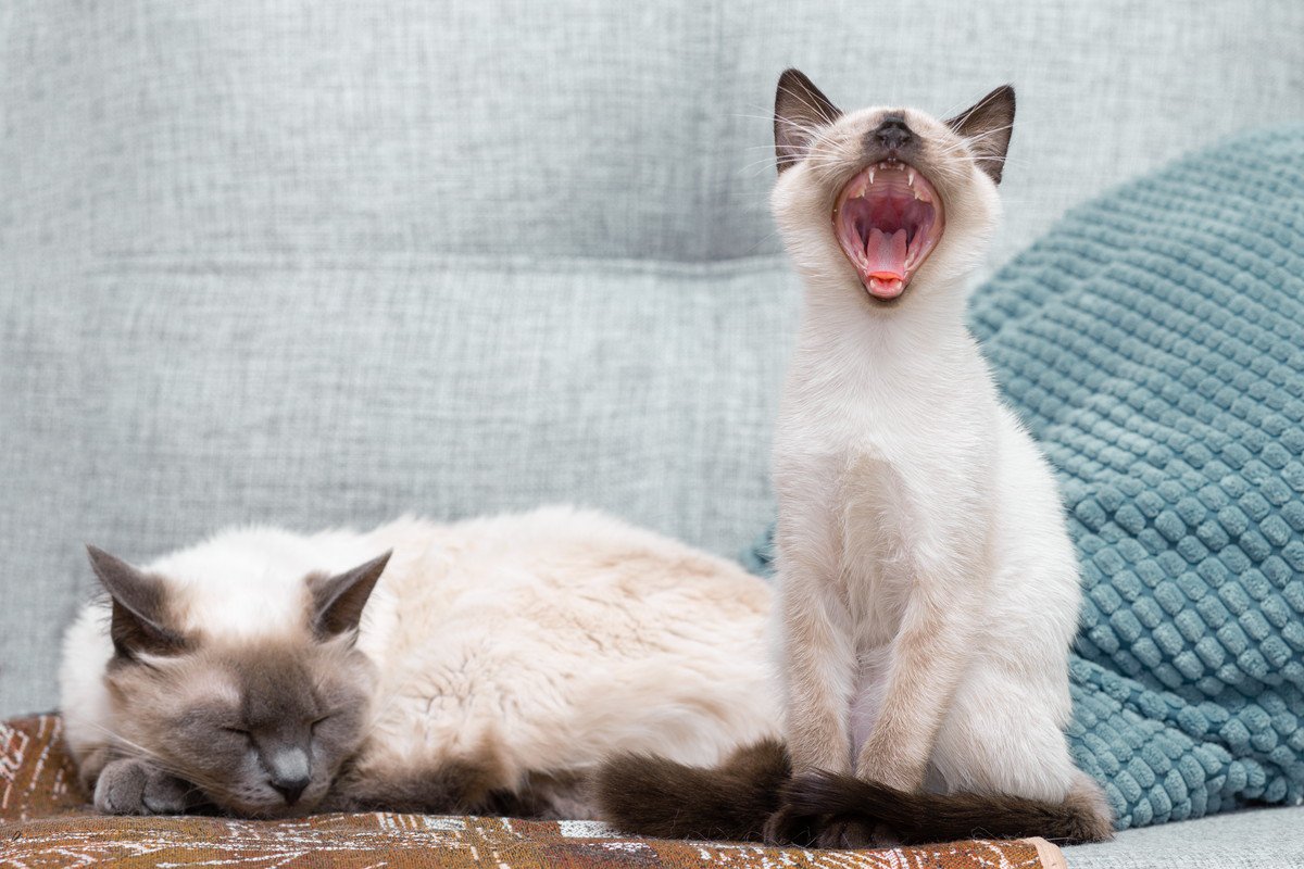 鳴き方別にわかる「愛猫の心理4選」！猫語がわかる飼い主さんになるために