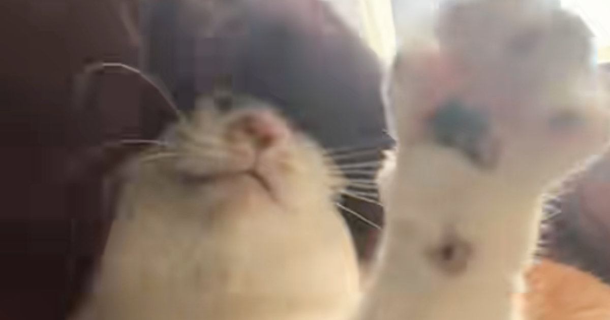 パンをこねるように『グリグリと撫でられるネコ』→嫌がるかと思いきや…まさかの光景が可愛すぎると話題「ネコをコネコネ」「されるがままｗ」