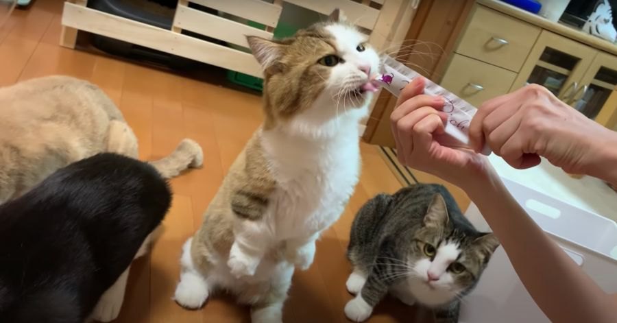 ぺろぺろが止まらない！猫ちゃん達のおやつタイム！