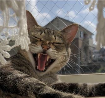 猫が飼い主に文句を言っている時の仕草や行動６つ