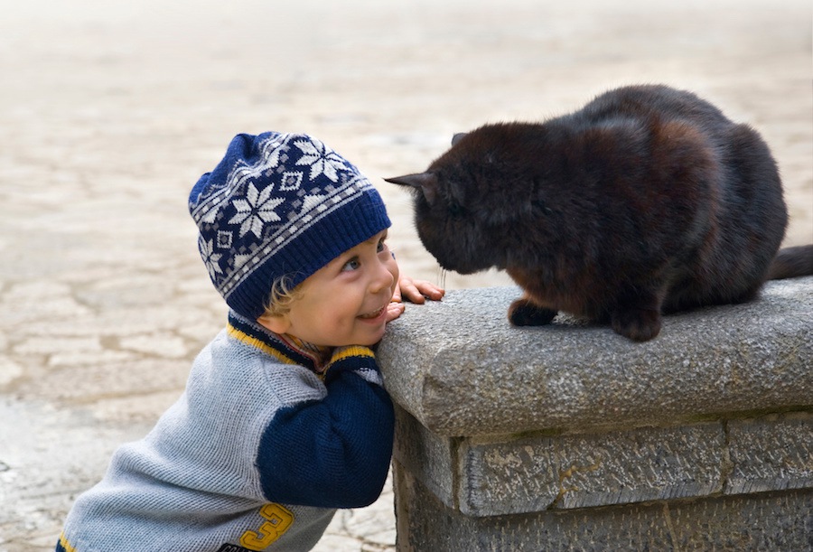 猫と運命的な出会いをしたい！出会うための9つの方法