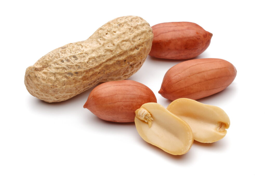 【獣医師監修】猫にピーナッツはNG？食べてしまった時のリスクと正しい対処法を解説