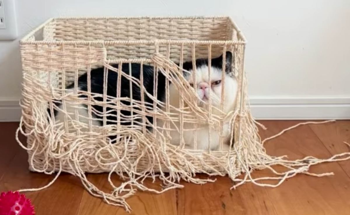 猫が４年間使用してボロボロになった箱を『リメイク』した結果…素敵な完成品に「天才かっ」「なんて素晴らしい」と絶賛する人が続出