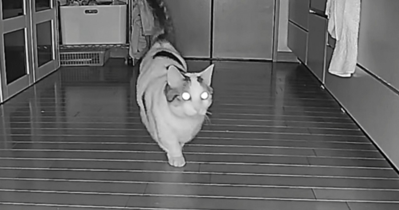 キッチンの食器棚に『おやつが隠されていることを知った猫』…まさかの行動に爆笑する人が続出「ほぼキッチンにいて草」「可愛くてたまらんｗ」