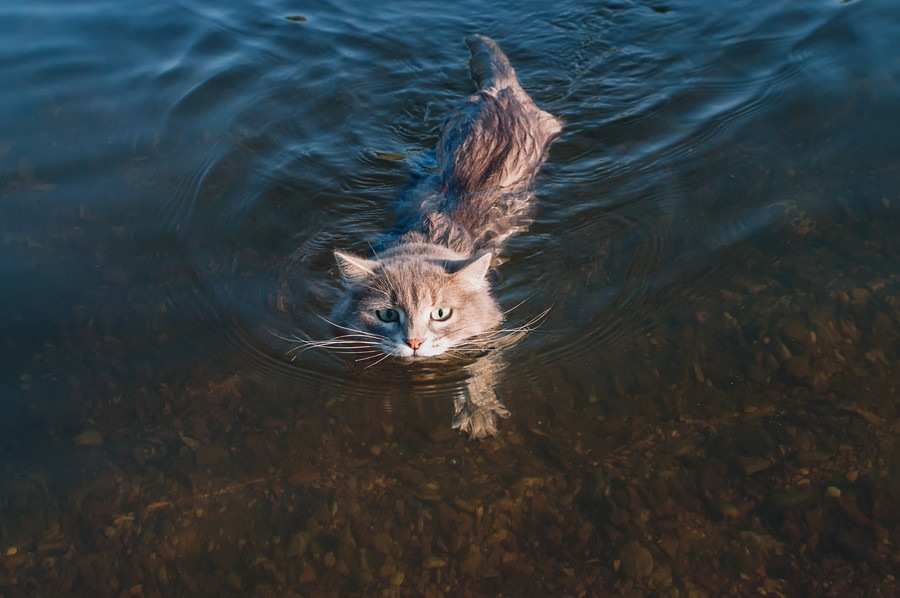 猫は泳ぐ事ができる？水が好きな種類