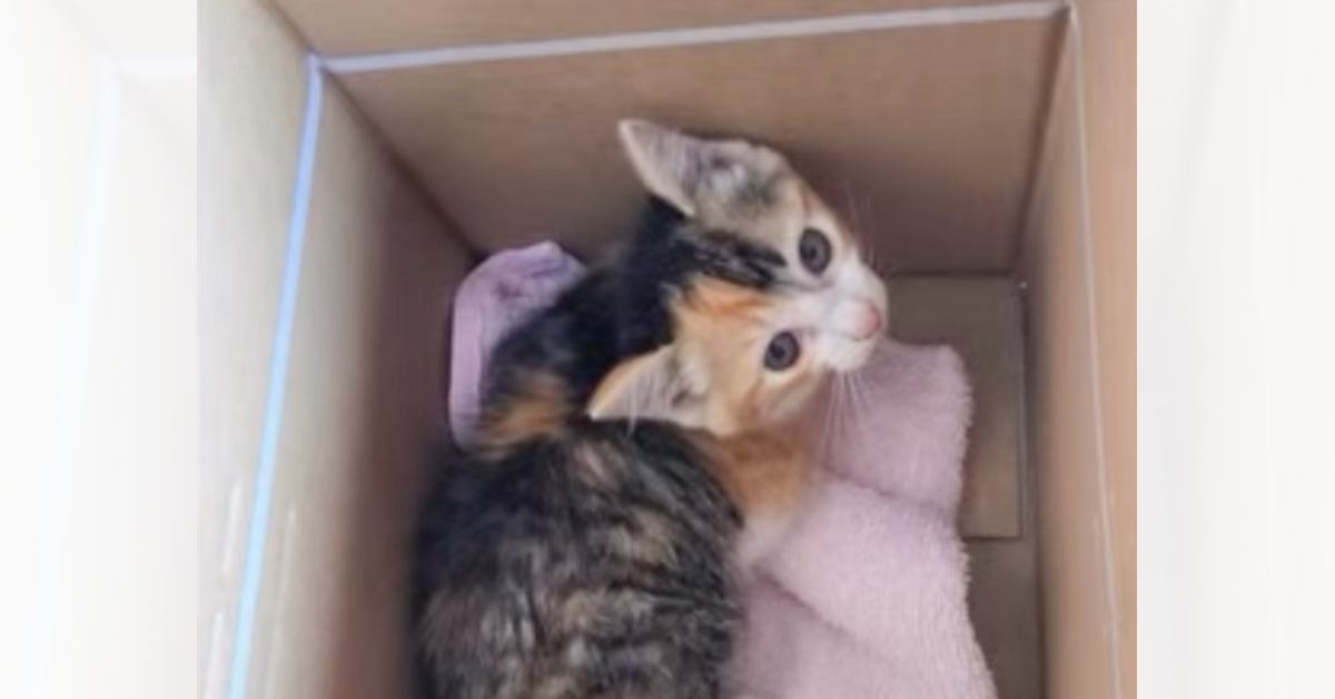 ダンボールに入れられ『捨てられていた子猫』を保護した結果…心温まる1か月間の軌跡に「助けてもらえてよかった」「愛おしくてたまらない」の声