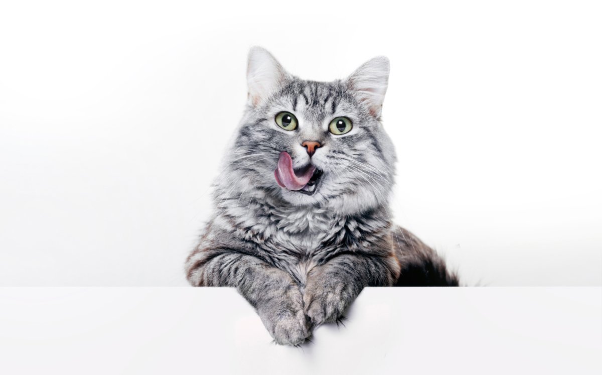 猫に与えてはいけない『身近な食べ物』5選　パンなどに潜むリスクや食べたときの対処法