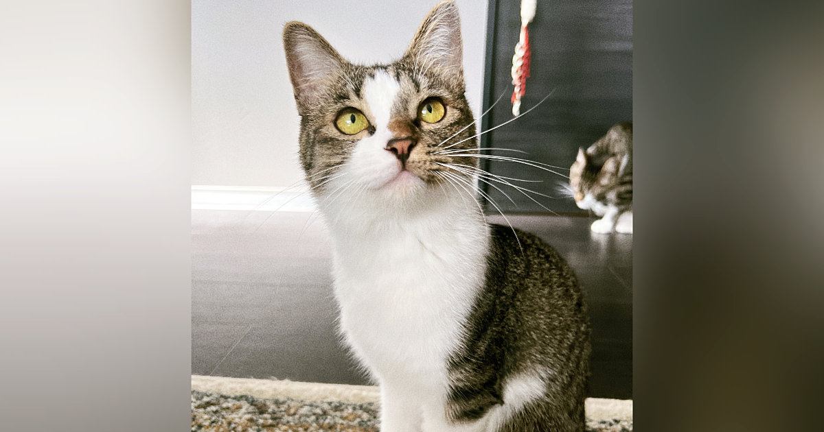 夏毛のときはシュッとしていた猫→『冬毛』になると……たまらない『見た目の変化』に３万いいね「違う子すぎて可愛い」「ダイブしたい」