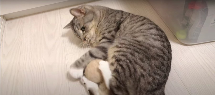 興奮間違いなし！毛玉ボールが大好きな猫ちゃん