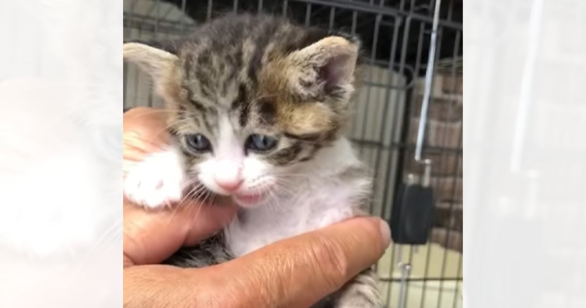 生後1日目で育児放棄された猫→家族に迎えて約5年が経過したら…成長の軌跡と"現在の様子"に感動「素晴らしいご縁」「可愛いね」