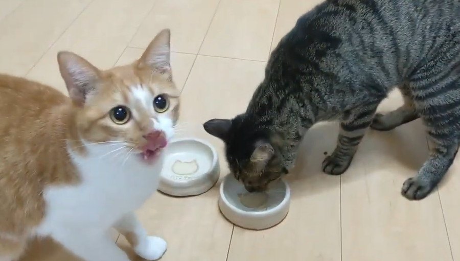 激ウマおやつに大歓喜！秒で食べきるニャンズ