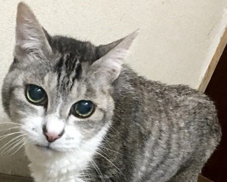 人間にあって猫には無い『感情』5つ