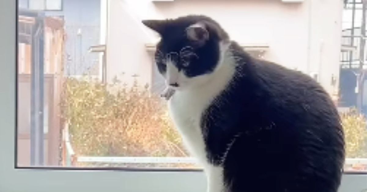 窓辺に座る猫→『赤ちゃん』が近づいてきた結果…ほっこりする『優しい光景』に「素晴らしい」「手加減してくれてるねｗ」と９万再生