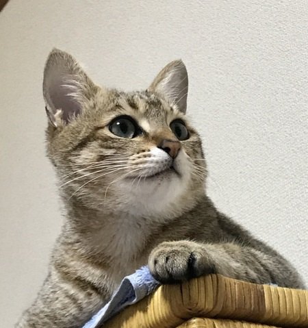 猫が嬉しいときの仕草や行動５つ