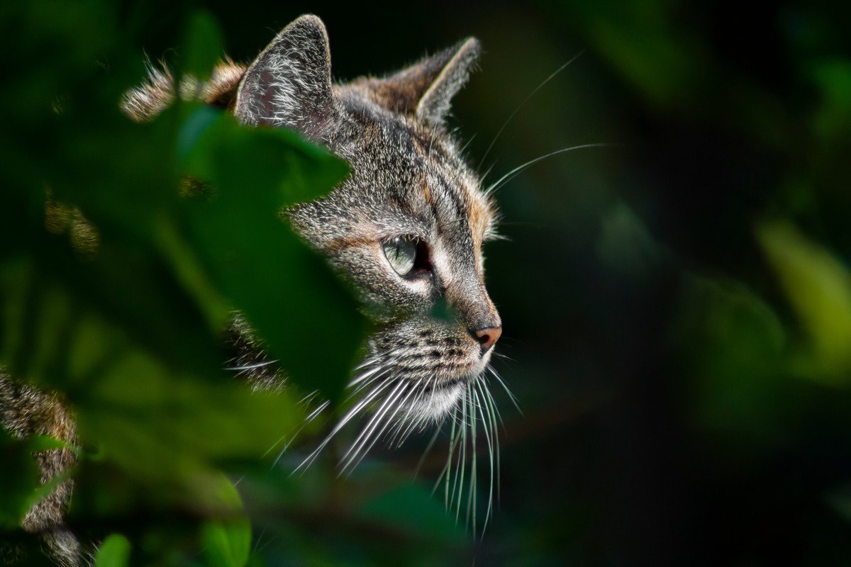 愛猫の「環境エンリッチメント」のアイディア5選　猫の生態にあった暮らしを提供するために