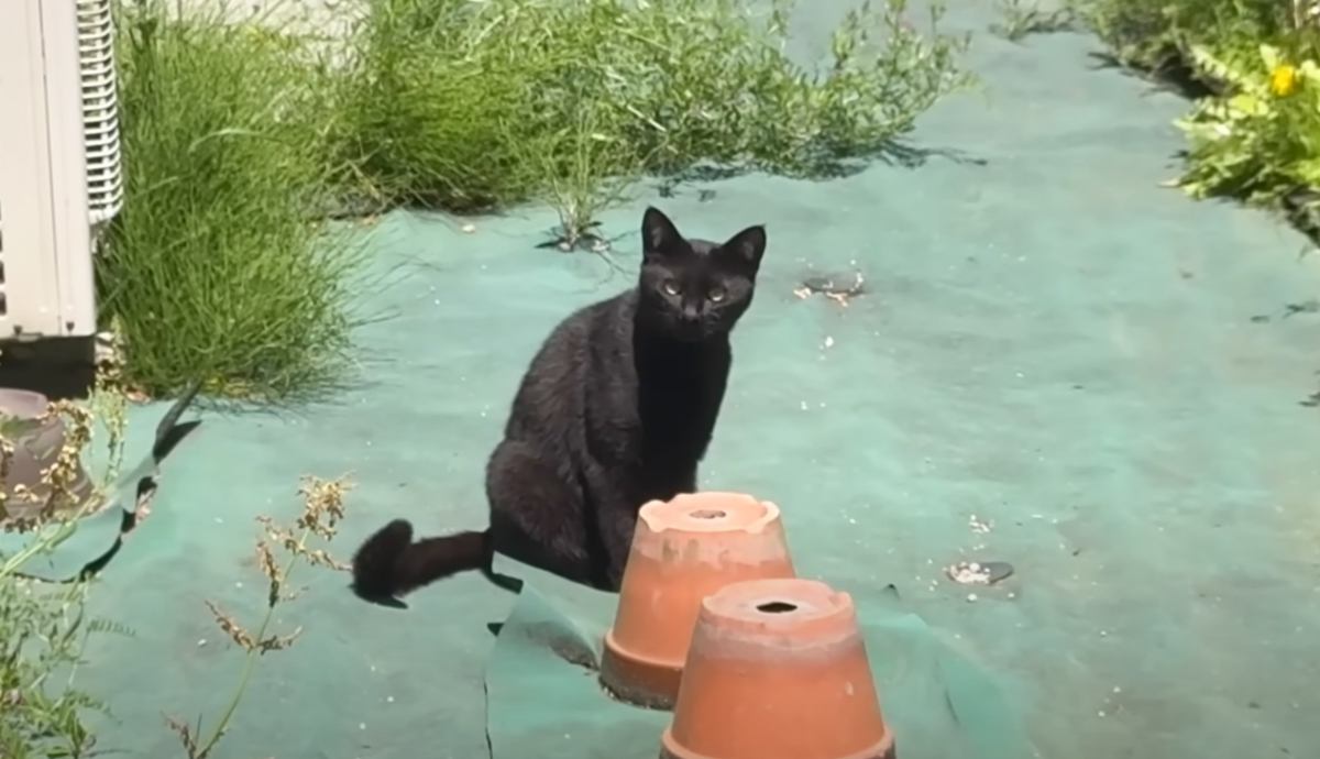 人間を見ても逃げない『庭に遊びに来る黒猫』を保護した結果…驚きのハプニングが9万再生「巻き込まれてて爆笑」「助けてくれてありがとう」