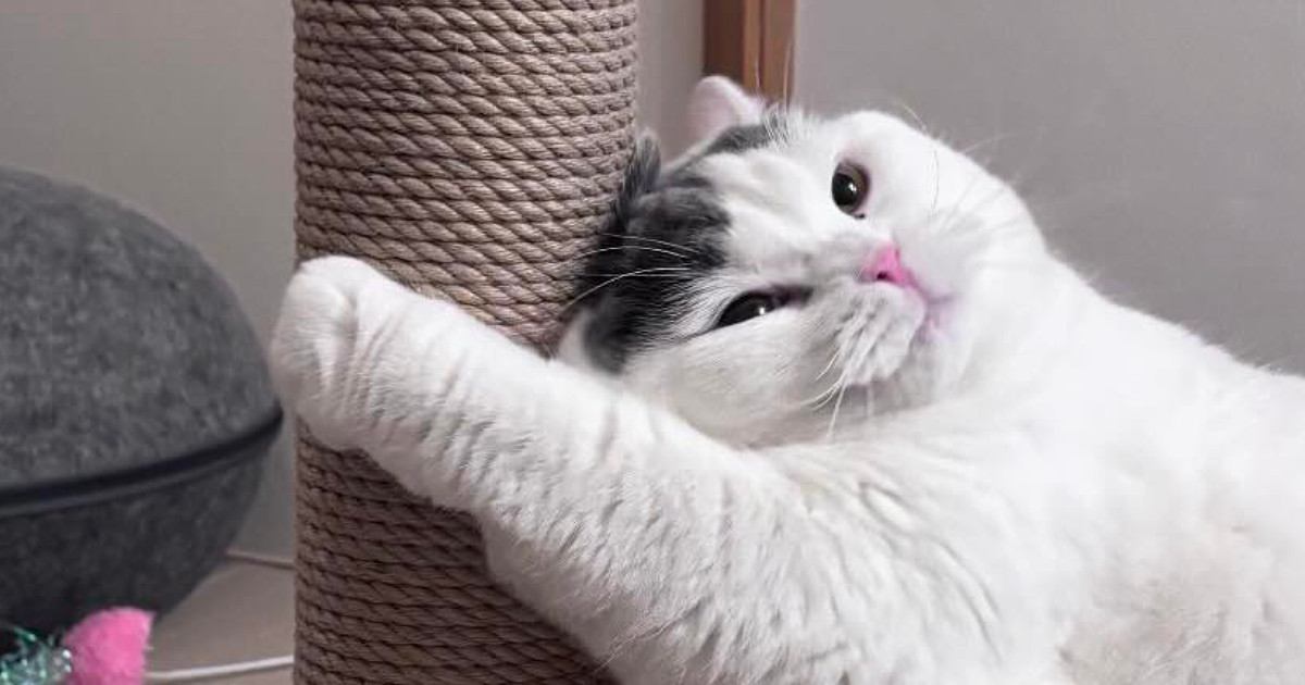 ポール型の爪とぎを猫にあげたら、『予想外の使い方』をして…可愛すぎる光景に「ボクのって感じが伝わってくる」「とらないよｗ」と反響