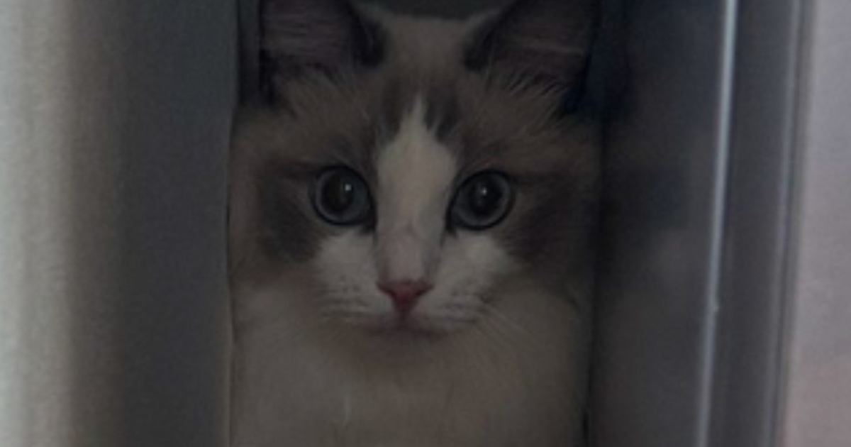 狭い隙間に入っていた猫→知らずに『扉を閉めてしまった』結果…可愛すぎる表情に２万いいね「不信感丸出しｗ」「ショックですみたいな顔ｗ」