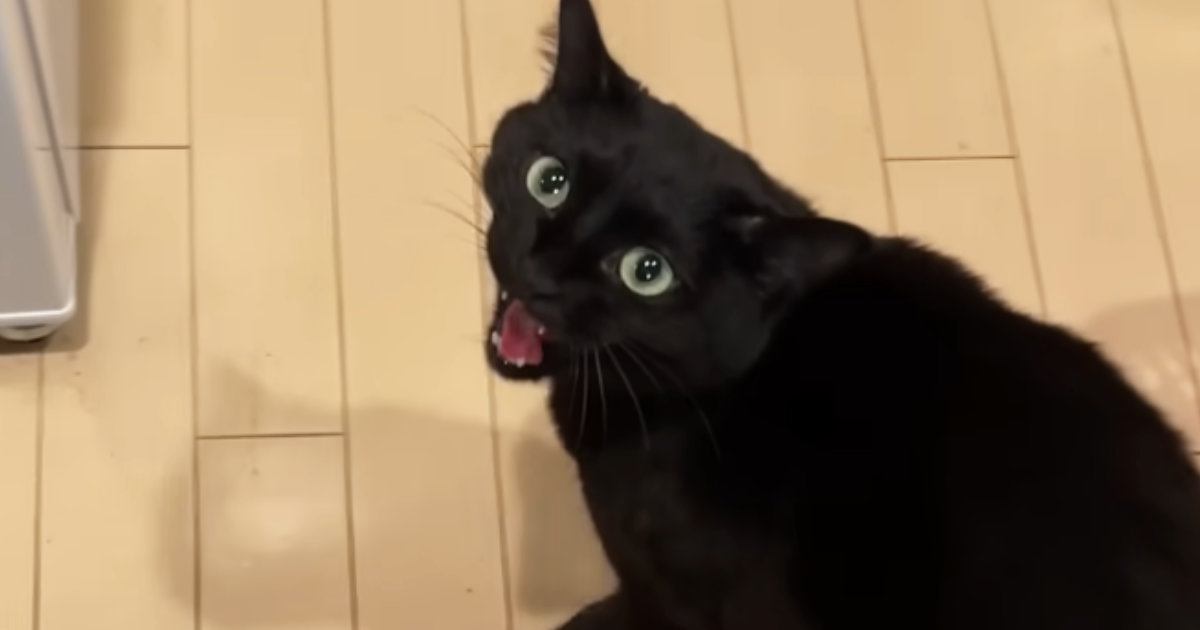パパのもとにやってきた黒猫→怒っているかと思いきや…とんでもなく尊い『甘え方』が363万再生「スーパーツンデレｗ」「本当に愛らしい」
