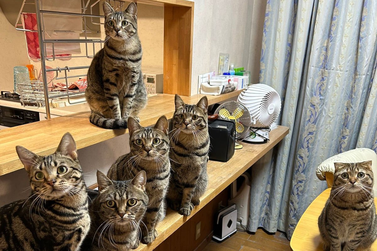 むしろうらやましいかも！？6匹の猫たちによる圧強めの『ネコハラ』に4.6万人が注目！