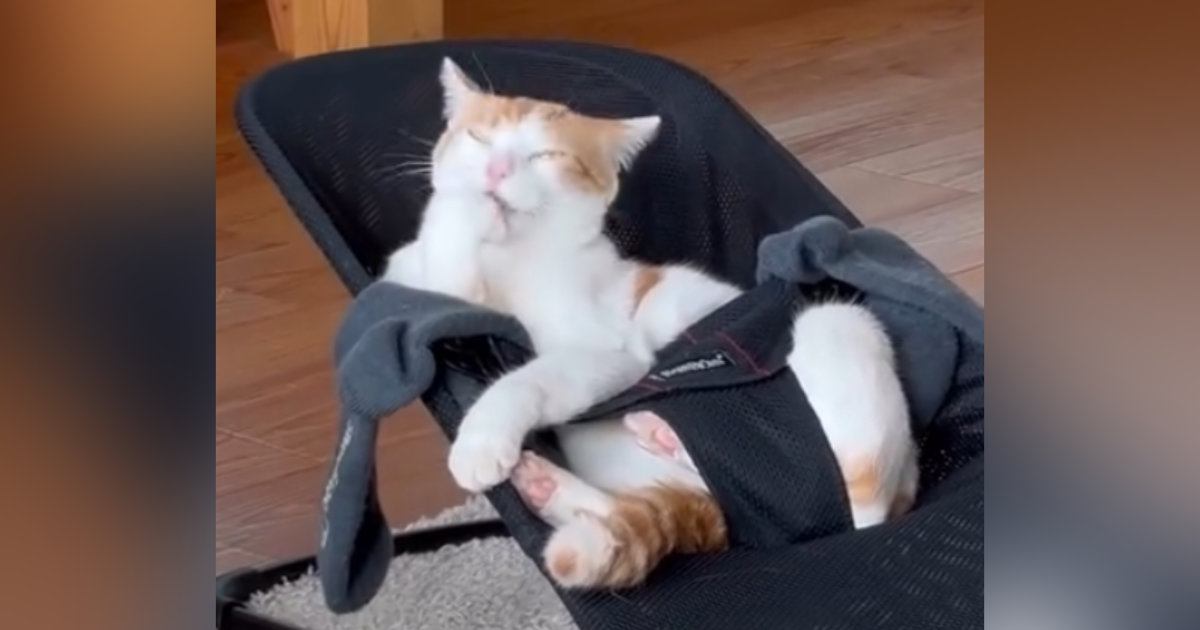 「使いこなしてるｗｗｗ」バウンサーの上で『くつろいでいた猫』を見たら…爆笑必至の瞬間に２万いいね「完璧すぎる」「2台必要だねｗ」