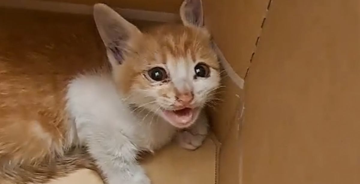 夫婦でドライブ中に『子猫の助けを求めるような声』→引き返して探した結果が……「まるでドラマ」「本当に運命の出会いだね」と感動の声続出