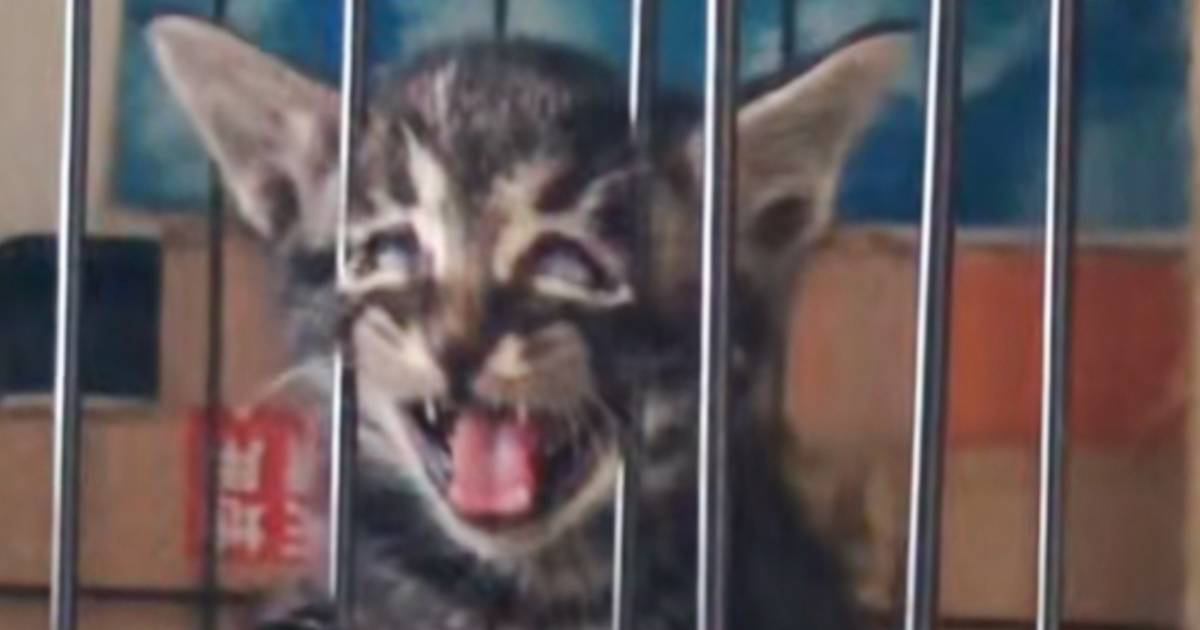 「だめだわろたｗ」ケージから出たくて必死にアピールする子猫を見ていたら…『とんでもない瞬間』が46万再生「最強アピールに爆笑」「反則ｗ」