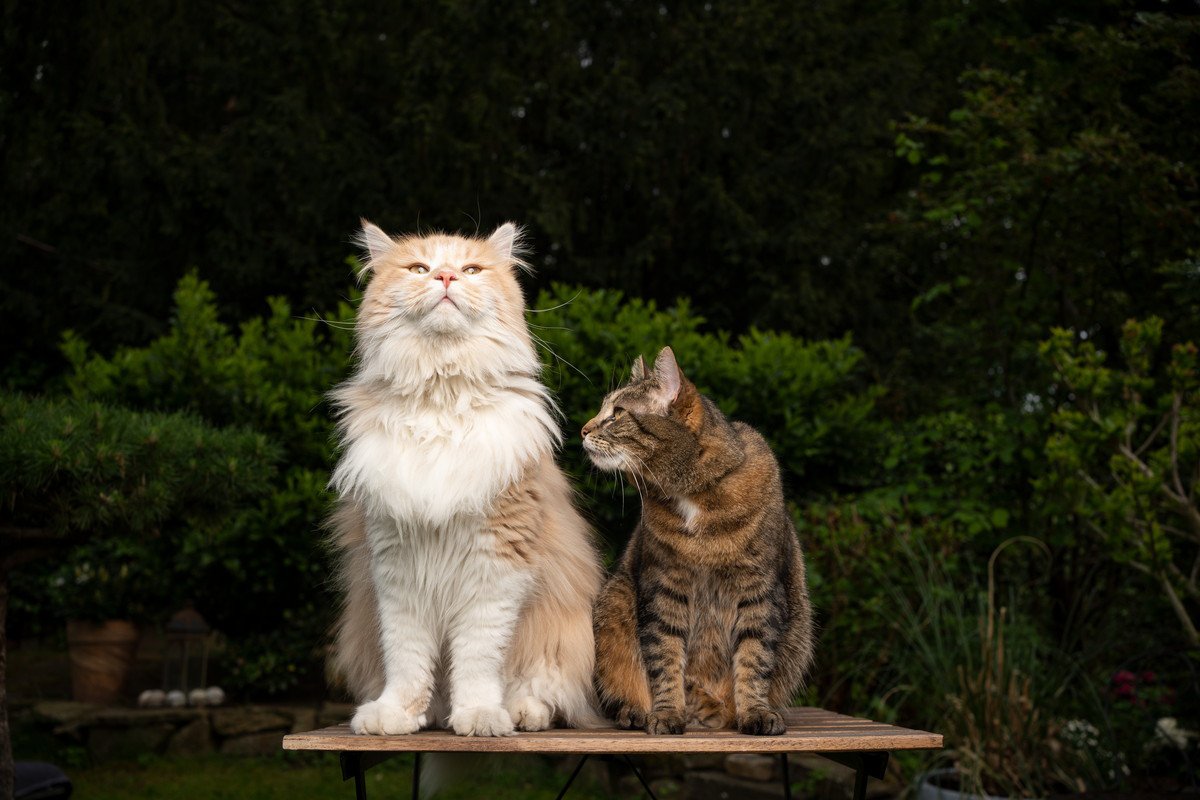 『大型猫種』と『小型猫種』の“違うところ”3選　それぞれの特徴や飼育上の注意点を解説