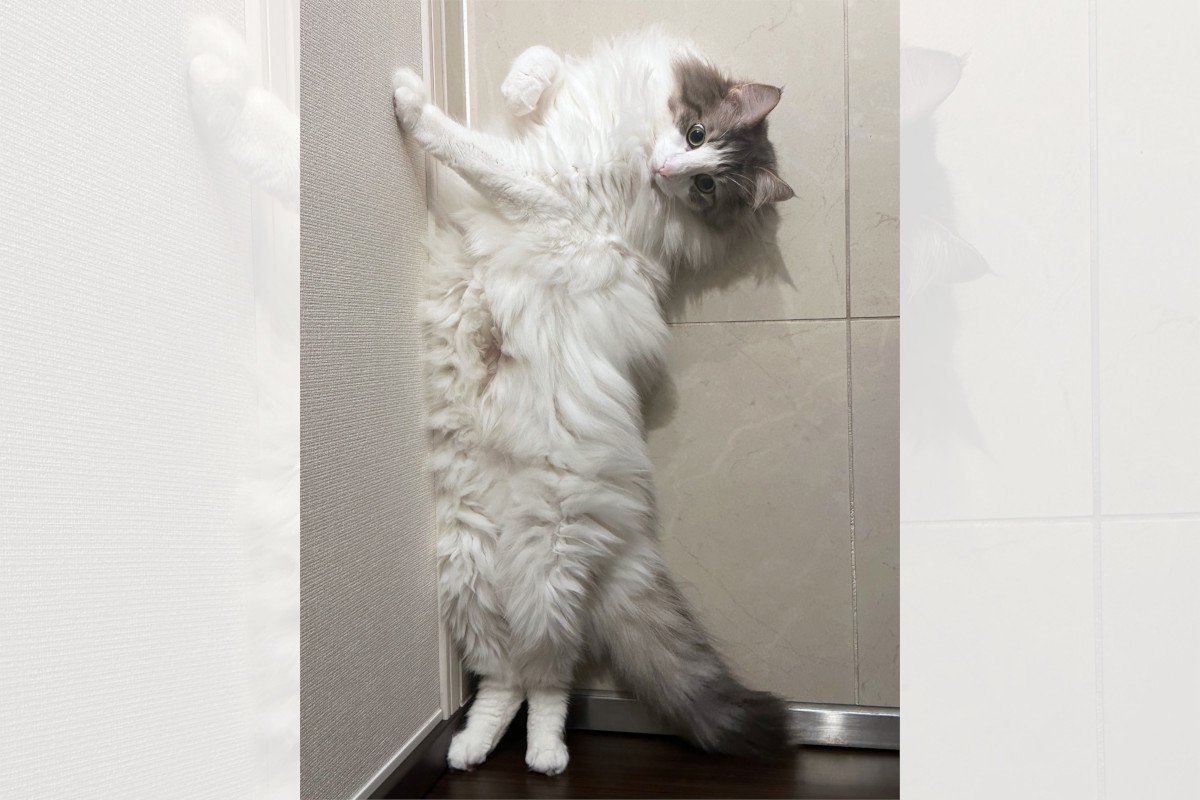 「壁ドンで起立！？」力まない直立猫に驚愕…無重力キャットの正体に迫る！！
