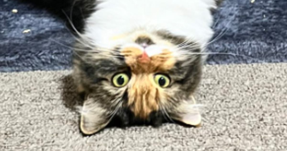 飼い主『2度見しちゃったよww』→ハンモックにいる猫を見てみたら…まさかの姿が88万表示「体操のつり輪してるみたい」「見せつけてる」