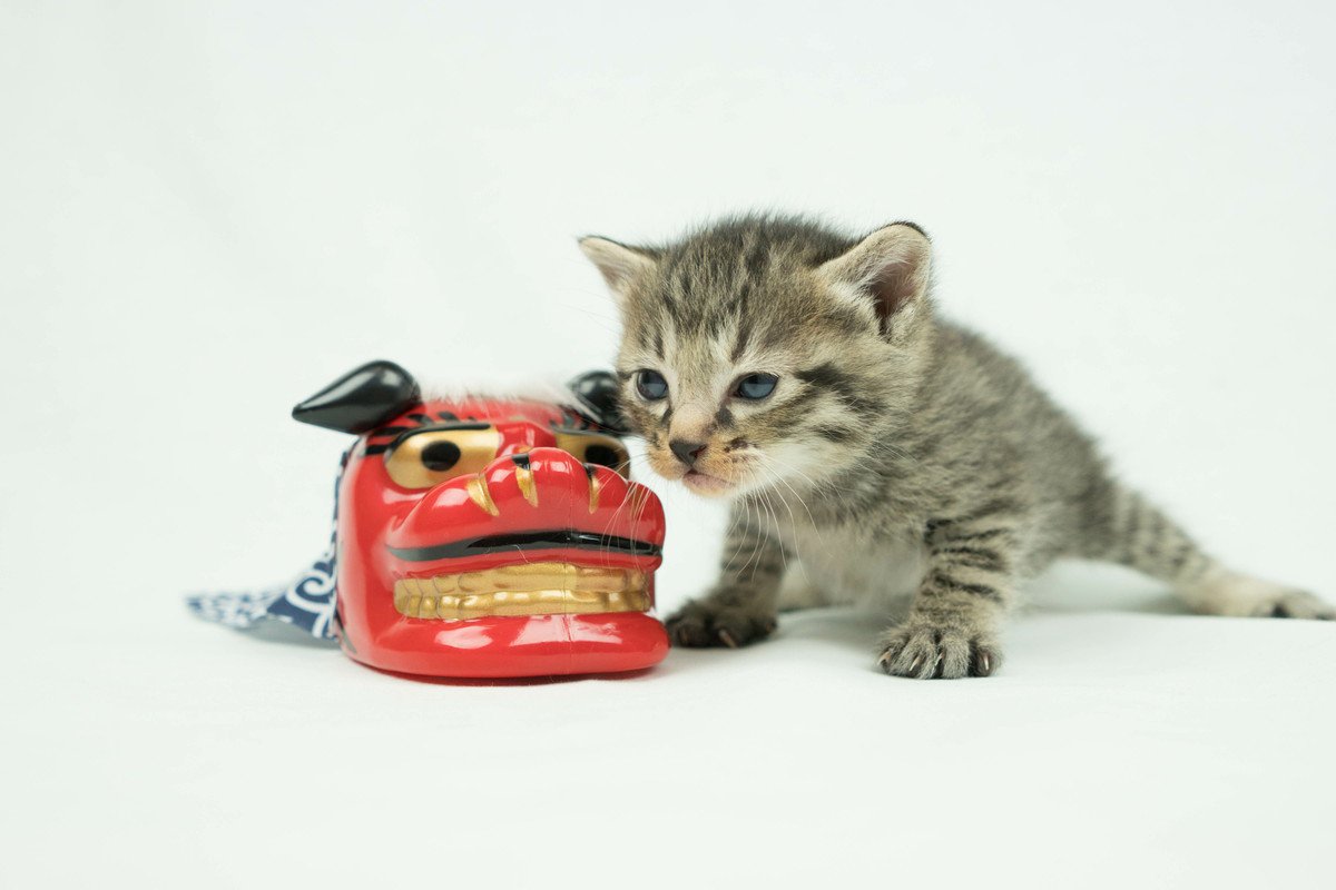 猫の誤食に注意！危険な『年末年始の食べ物』5つ