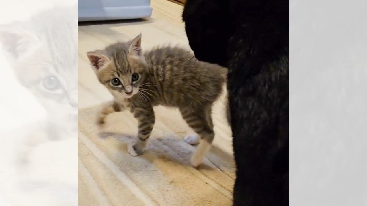 子猫が調子に乗った結果…先輩猫による『教育的指導』が衝撃的すぎると294万再生「容赦ないｗ」「思った以上に強烈だった」と話題に