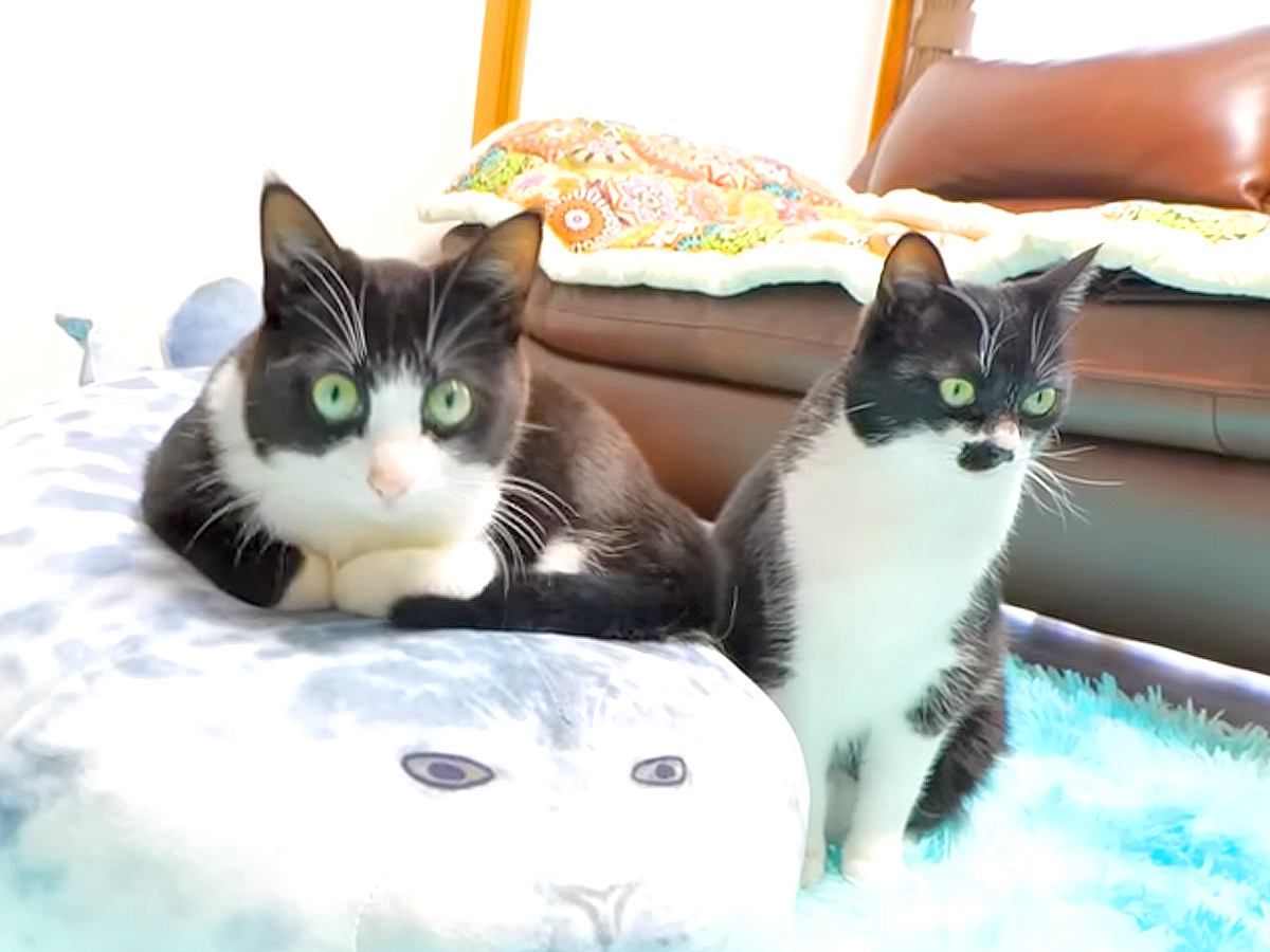特大アザラシクッションを猫たちにあげた結果→翌日の様子を見てみると…想像以上に『微笑ましい行動』が話題「大人気」「あと２つは必要だね」