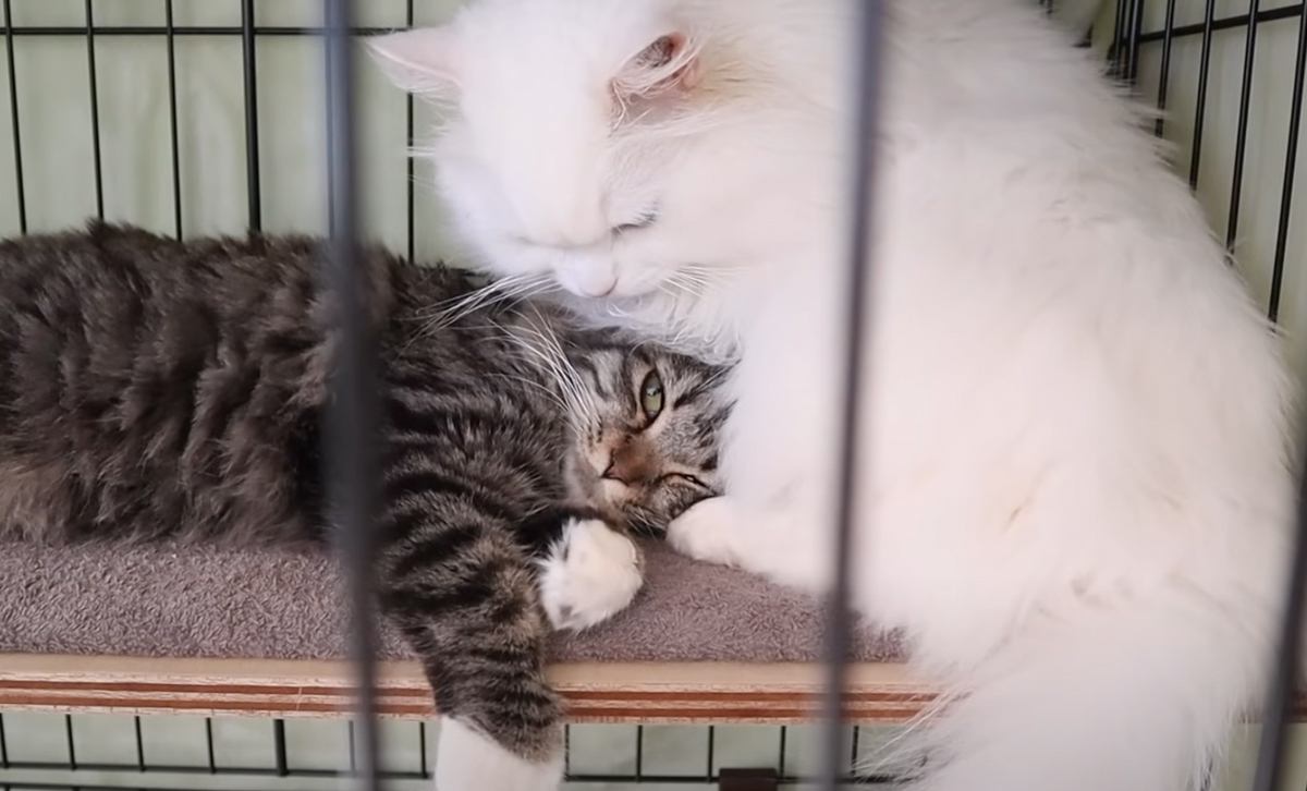 トライアル中の猫→ケージを開けて3日目、先住猫と…想像もしていなかった『驚きの光景』に感動の声続出「本当に感動」「胸がいっぱいに」