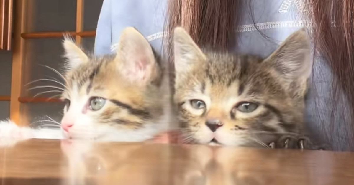 ご飯を待ちきれない『2匹の子猫』→机の下からひょっこりと顔を出すと…『可愛すぎる行動』に「くうぅぅ」「泣きそう」と悶絶の声続出