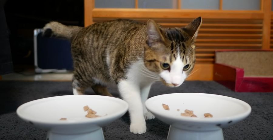 ご馳走！初めてラム肉を食べた猫ちゃん♡