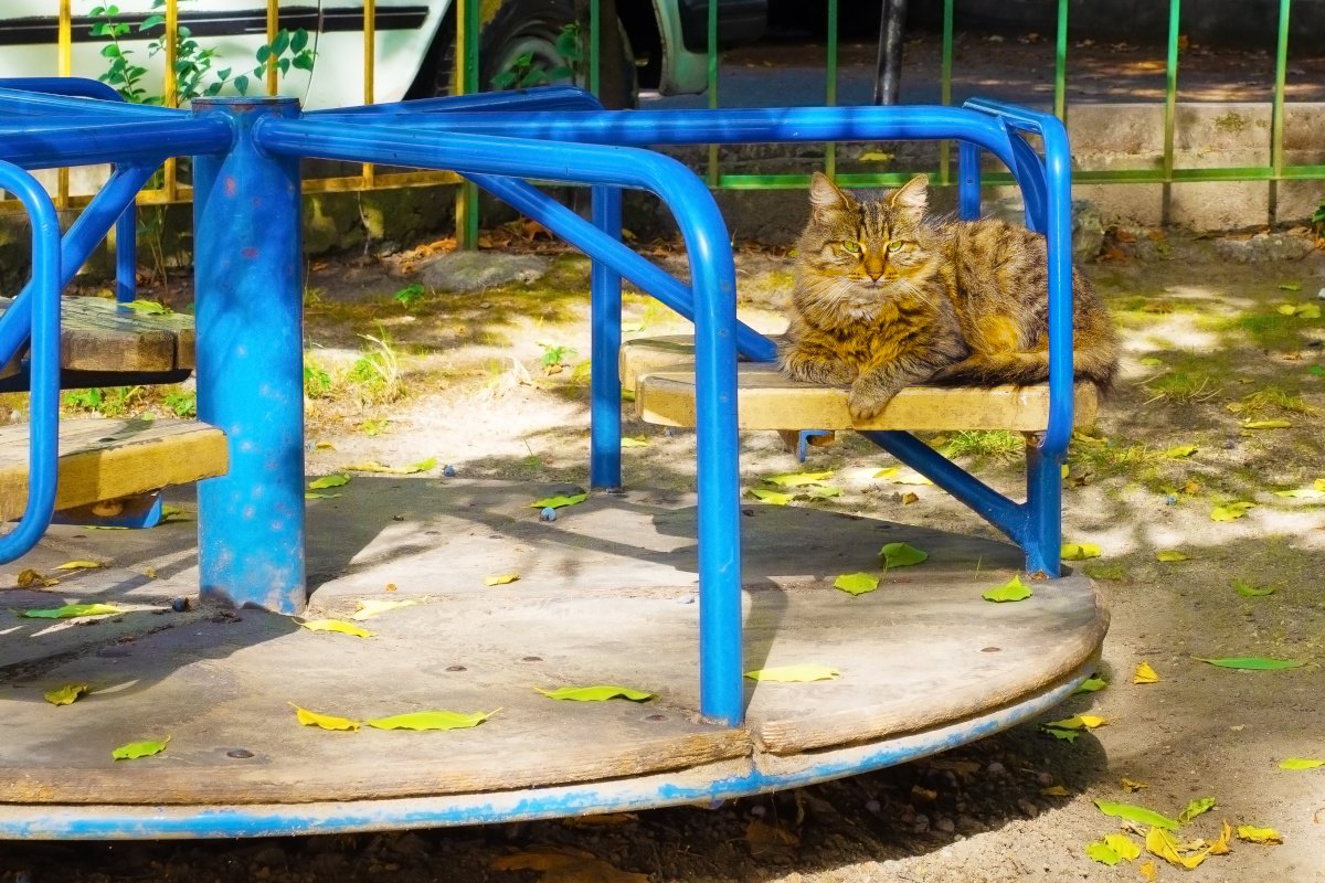 猫と飼い主のための猫専用公園「キャットピア」がオープン！新しい観光名所に？マレーシア