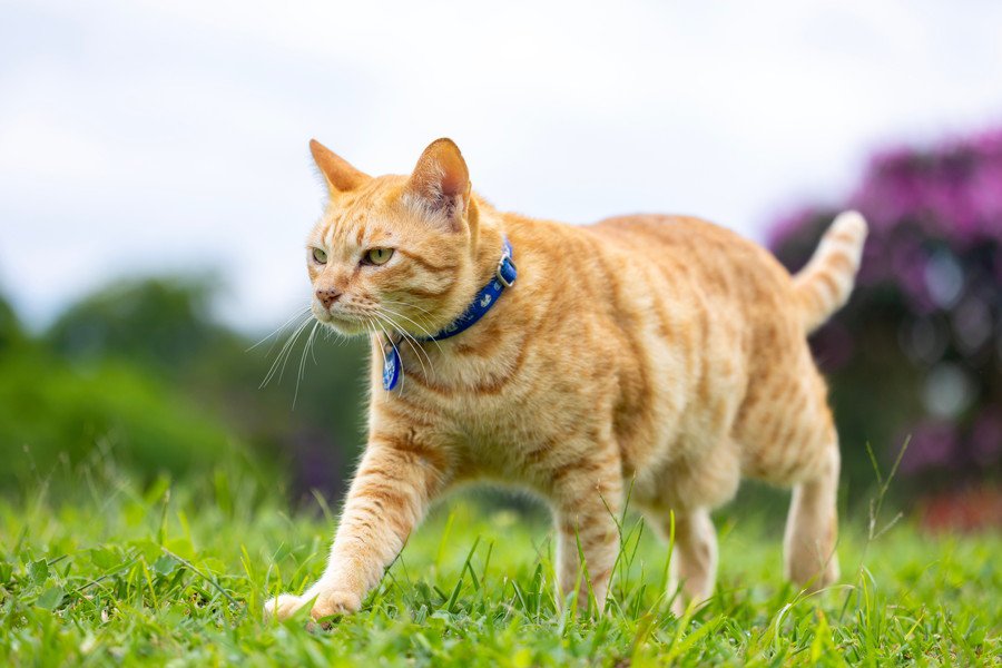 みんなを笑顔にする「放浪猫」→カフェや映画館に出入りし、街で出会った飼い主さんも無視する「マイペースぶり」で大人気　英国