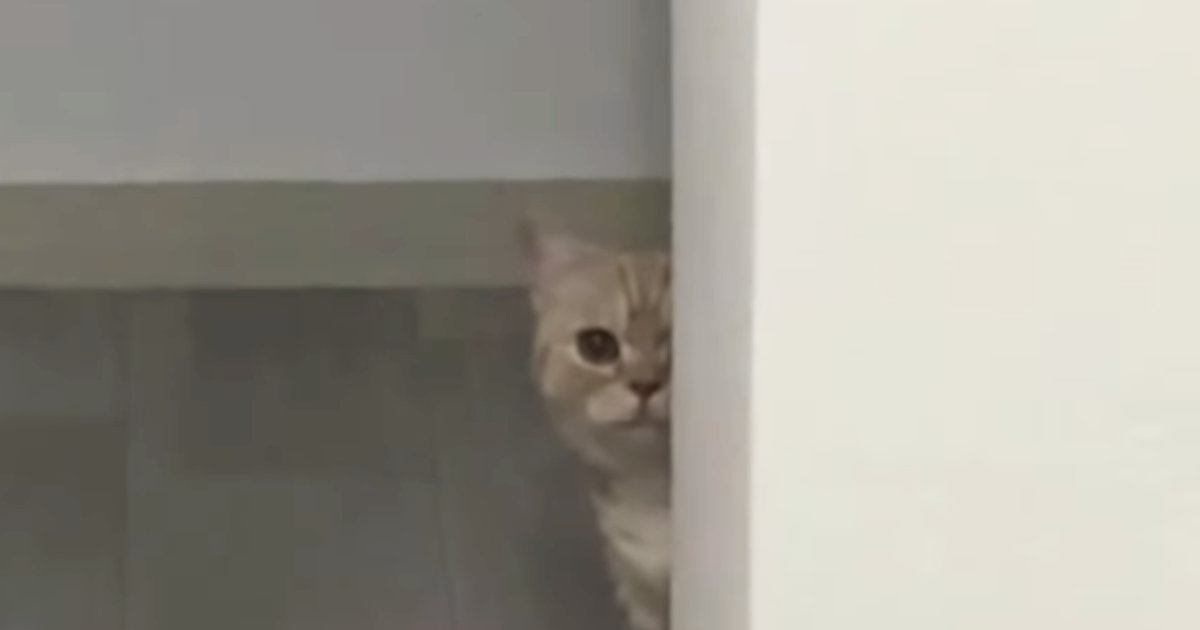 こっそり飼い主を見つめていた猫→目が合った瞬間に見せた『可愛すぎる行動』が42万再生「足音に嬉しさが含まれてるｗ」「愛おしいｗ」