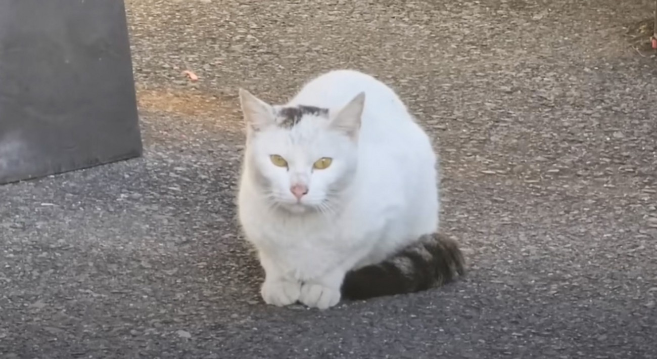 必死にご飯を探していた『ガリガリの野良猫』との出会いから約２年…大きく変化した『現在の姿』に感動の声「美猫さんになったね」「ありがとう」