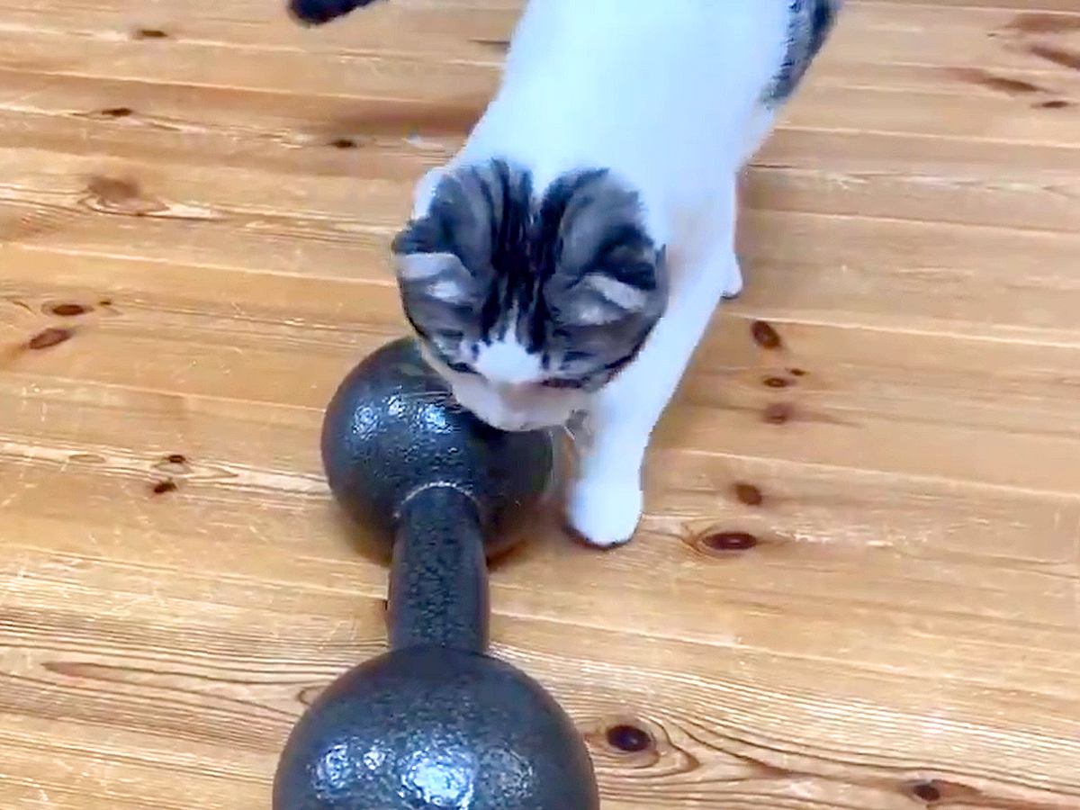 床に８キロのダンベルを置いていたら、子猫が近づいて…次の瞬間見せた『衝撃的な行動』に12万いいね「無理だからｗｗｗ」「チャレンジ精神」