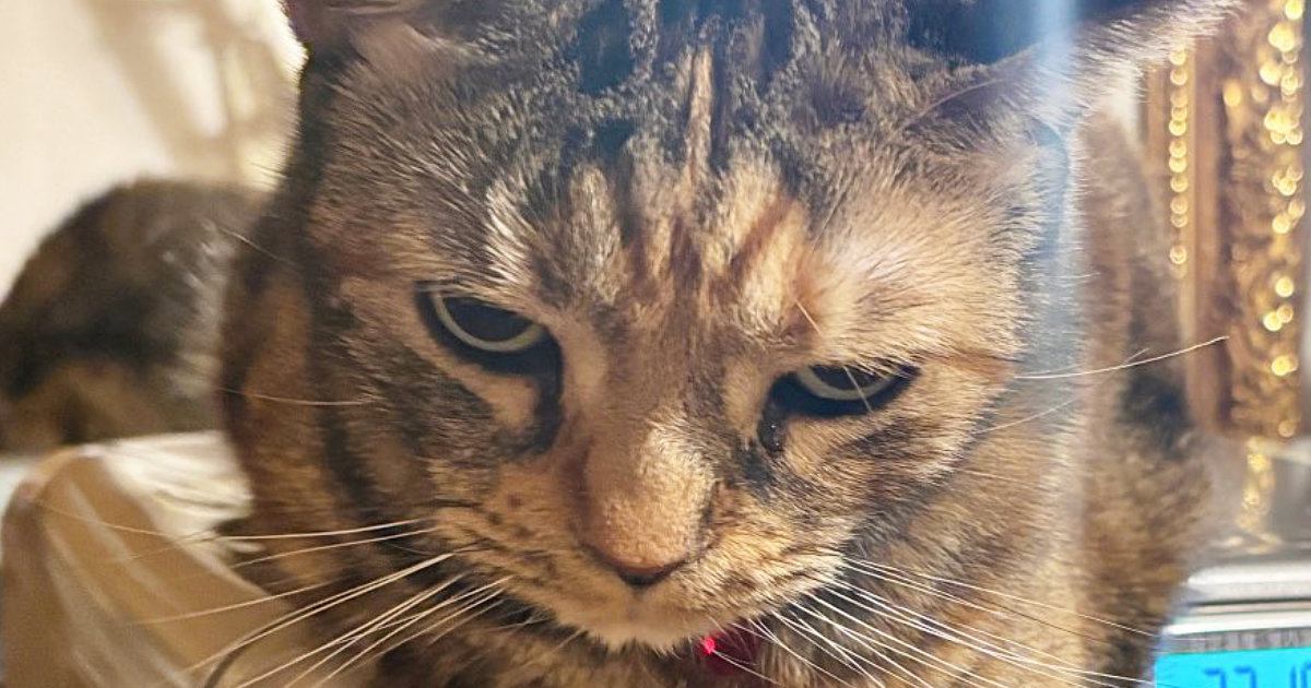 『ストーブ』を消そうとしたら…ストーブに乗っていた猫が見せた『衝撃の表情』に爆笑の声「ポカポカ死守ｗ」「表情が良すぎる」と２万いいね